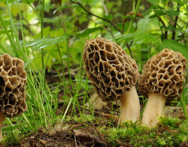 The Guchi of mushrooms